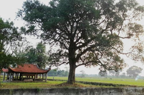 Hương Ngải